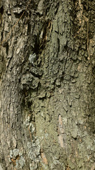Tree texture 3