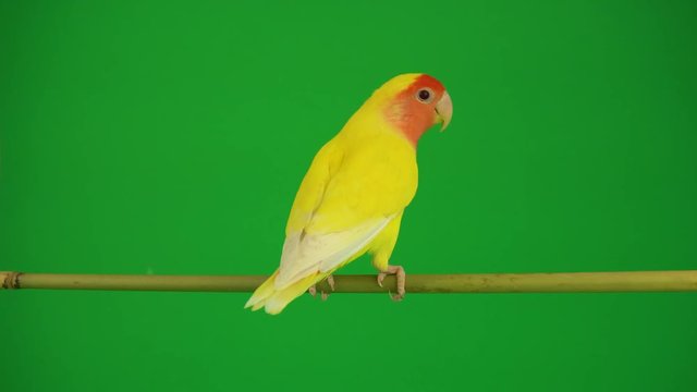 Pink-cheeked parrot on green background