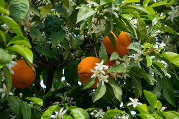 Orange orchard in Finike