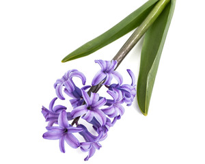 Naklejka na ściany i meble Violet flowers of hyacinth, isolated on white background