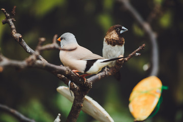 Fototapeta premium Two beautiful birds Amadins are sitting on the green leaves of a tree branch. Close-up