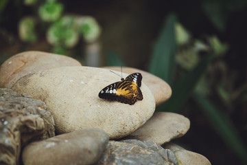 A beautiful colored butterfly sits on a stone. Close-up