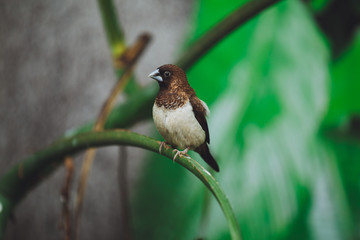 The beautiful Amadina bird sits on the green leaves of a tree branch. Close-up