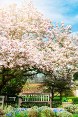 Light Pink Magnolia Tree in English Garden