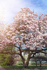 Naklejka premium Light Pink Magnolia Tree in English Garden