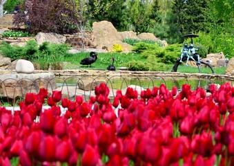 Bright fresh red tulips bloom in the spring flowerbed, spring flowers