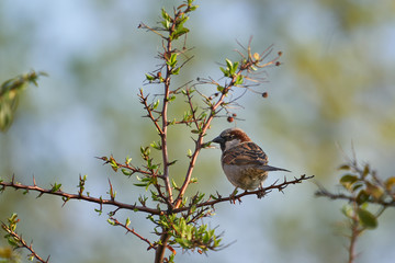 The male house sparrow, Passer domesticus, bird of sparrow family Passeridae sitting on twig of...