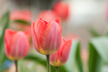 Naklejka premium Closeup of living coral tulips in urban park