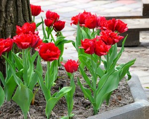 Bright fresh red tulips bloom in the spring flowerbed, spring flowers