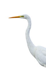 White heron portrait. Isolated bird. White background. Bird: Great Egret. Ardea alba.