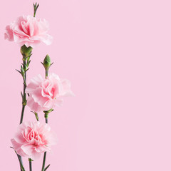 pink carnations on background