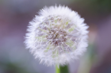 dandelion