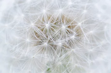 Rolgordijnen dandelion closeup © spiritofreality