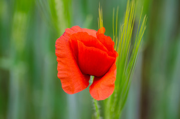 red poppy