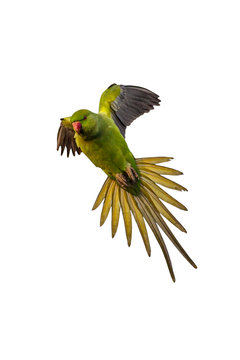 Flying Green Parrot. Isolated Bird. White Background. Bird: Rose Ringed Parakeet