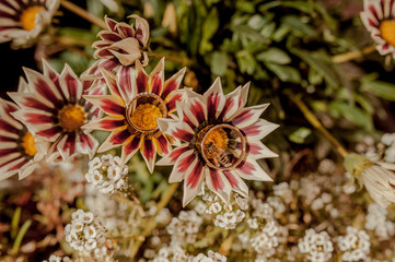 wedding rings on a flower