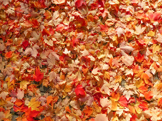 Orange red autumn maple leaves on ground sunny day bright colours background 