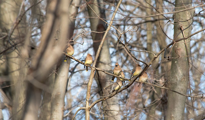 Multiple Cedar Waxwings on a Branch