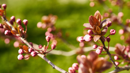 Rozkwitające rośliny wiosną w słoneczny dzień © piotrszczepanek