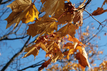 Fire maple leaves