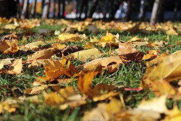 Yellow maple leafs on the autumn grass