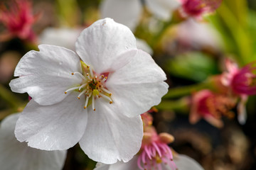 Close-up photo of a cherry tree flower