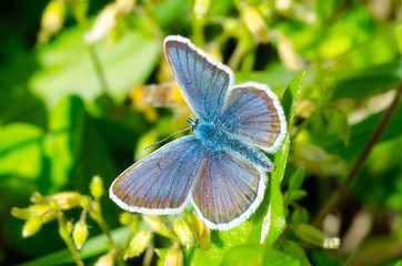 blue butterly