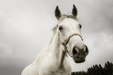 lipizzaner horse