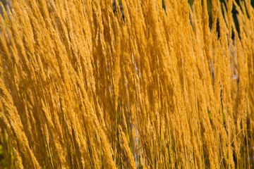 Yellow dry grass field  background sunny day