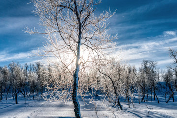 Sun shines behind a frozen birch in subarctic Scandinavian mountains, trees covered my thick hoarfrost, blue skies and frozen air give feeling of nature freshness, sun is above horizon, close view
