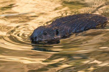 Young beaver swimming in the water