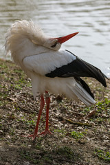 Male stork showing off on the grass by the lake
