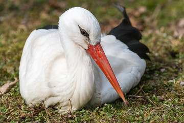 Male stork resting on the grass © erikzunec