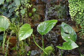Thick juicy leaf of a large green plant