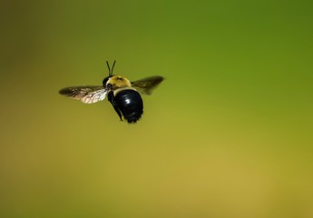 Carpenter Bee in Flight