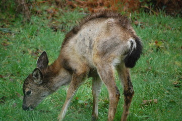 Baby Deer