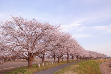 宇都宮市　鬼怒川沿いの桜提