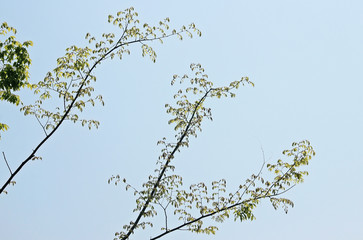 초봄의 나무가지 잎