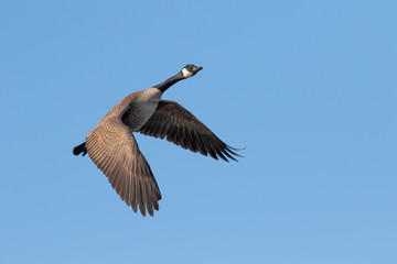 Canada goose (Branta canadensis) flying in blue sky, Iowa, USA.