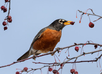 American robin (Turdus migratorius) male feeding on crabapples, Iowa, USA