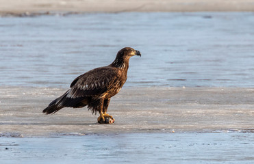 Bald eagle (Haliaeetus leucocephalus) young with fish prey on ice of frozen lake, Iowa, USA