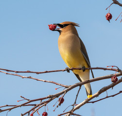Cedar waxwing (Bombycilla cedrorum) feeding on crabapples, Iowa, USA