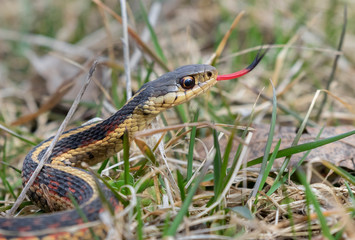 Common garter snake (Thamnophis sirtalis) with tongue out, Iowa, USA.
