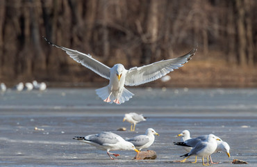 Herring gulls (Larus argentatus) and ring-billed gulls (Larus delawarensis) fighting for dead fish at ice of melting lake, Iowa, USA.