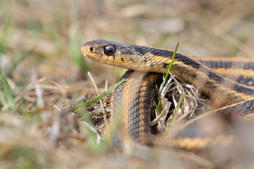 Common garter snake (Thamnophis sirtalis) portrait, Iowa, USA.