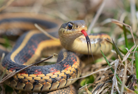 Common garter snake (Thamnophis sirtalis) with tongue out, Iowa, USA.