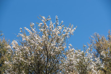 flowering plant in the myrtle family  New Zealand manuka