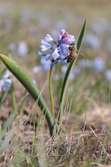 blue skies on the slope of the river Byrd Ukrainian. Awesome spring flowers