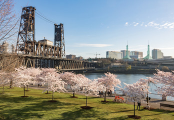 Cherry blossoms on Portland Waterfront, with Steel Bridge and Portland Convention Center, Oregon - obrazy, fototapety, plakaty