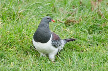 New Zealand pigeon sitting on the ground in the Chatham Islands, New Zealand.